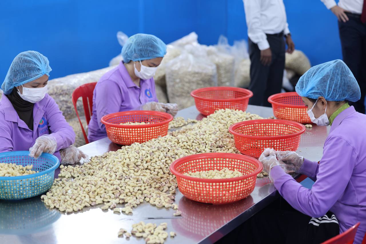 Cambodia Sets Ambitious 25% Cashew Export Goal for European Market by 2027