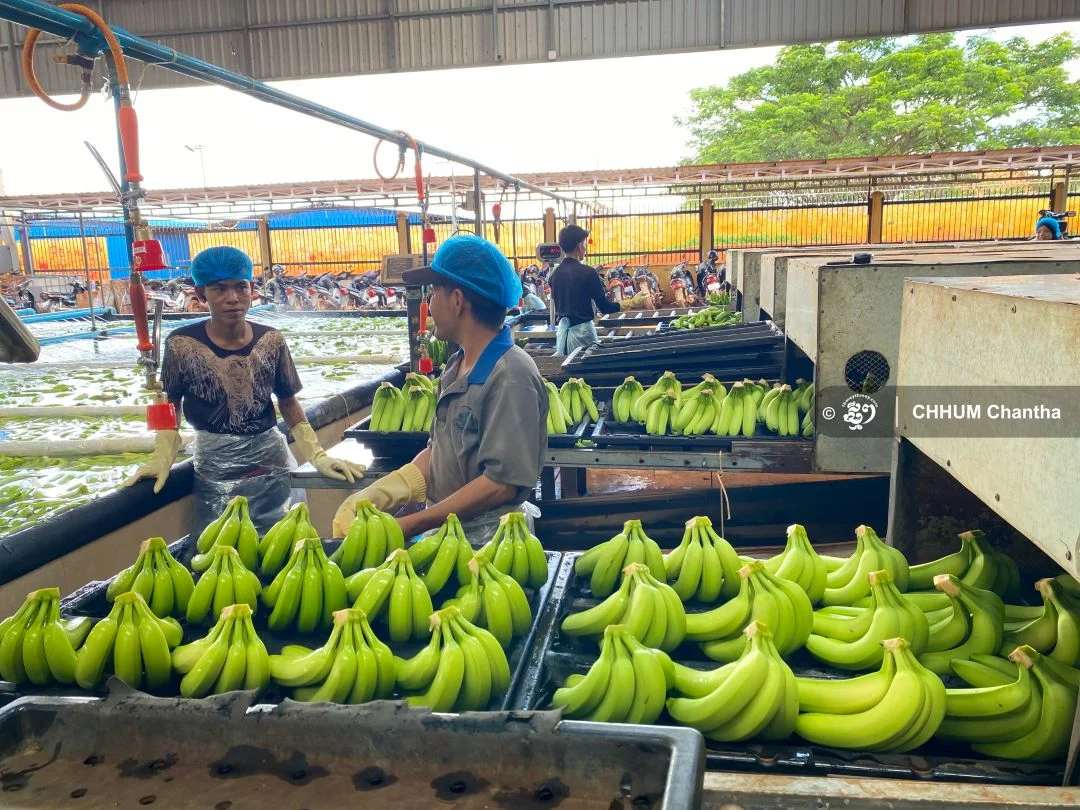 Kratie and Ratanakkiri Secure $355 Million Investment Across Four Major Agro-Industrial and Forestry Projects