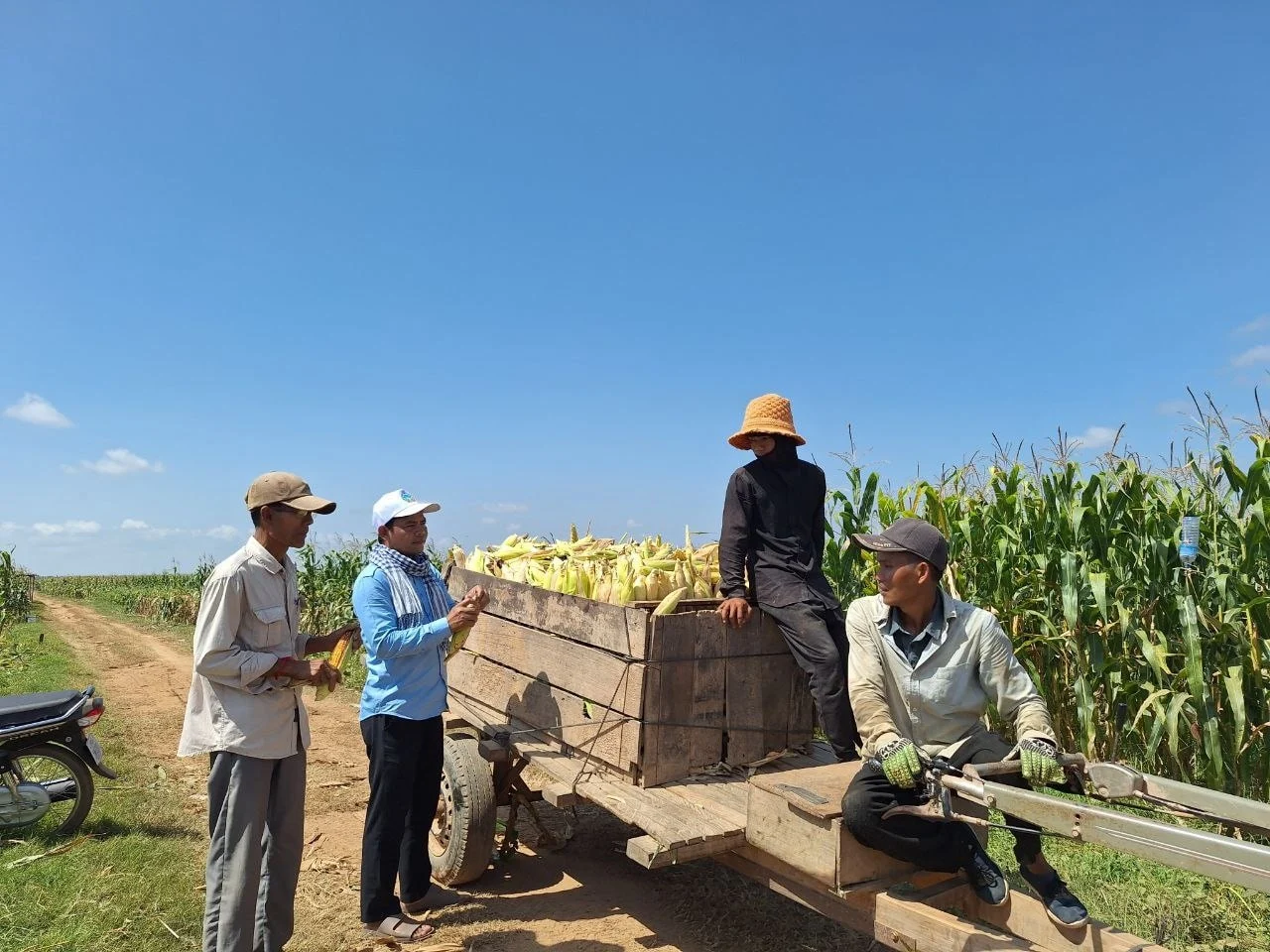 Local Animal Feed Industry Annually Purchases Over 700,000 Tons of Red Corn and Dried Cassava from Farmers