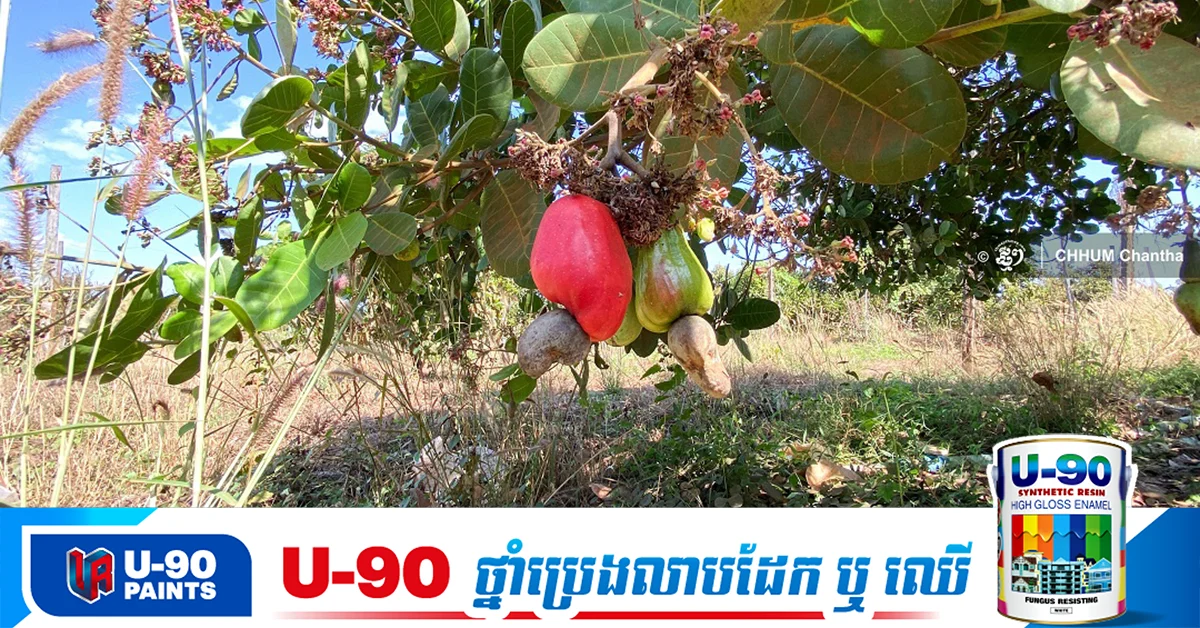 Ratanakkiri’s Cashew Farmers Grapple with Low Prices Amid Investment Shortfalls